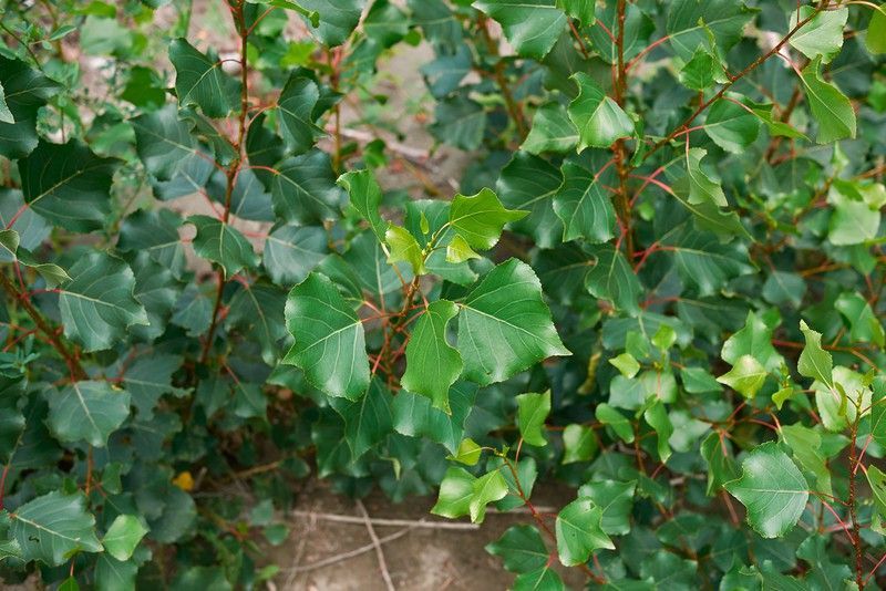 Chopo negro, álamo negro, Populus nigra.