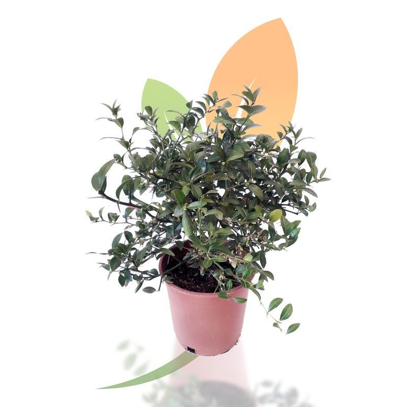 Cí­trico Microcitrus Australasica