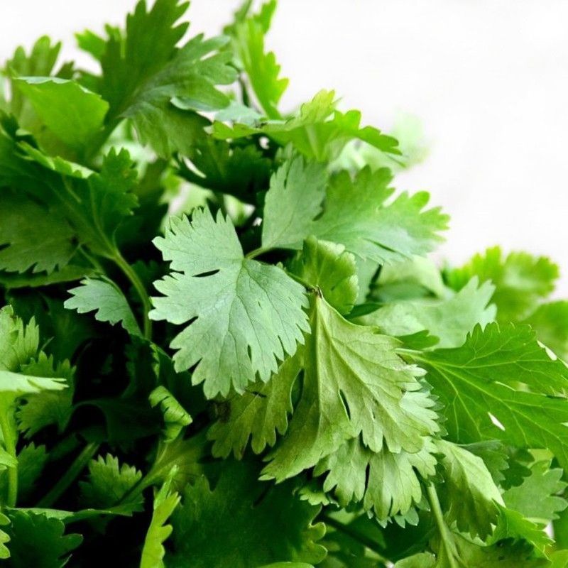 Cilantro Bio