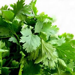 Cilantro Bio