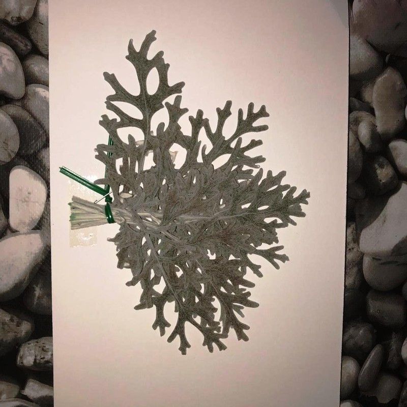 Cineraria Marítima Preservada