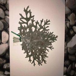 Cineraria Marítima Preservada