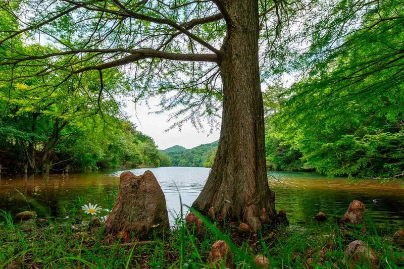Ciprés de los pantanos, Taxodium distichum.