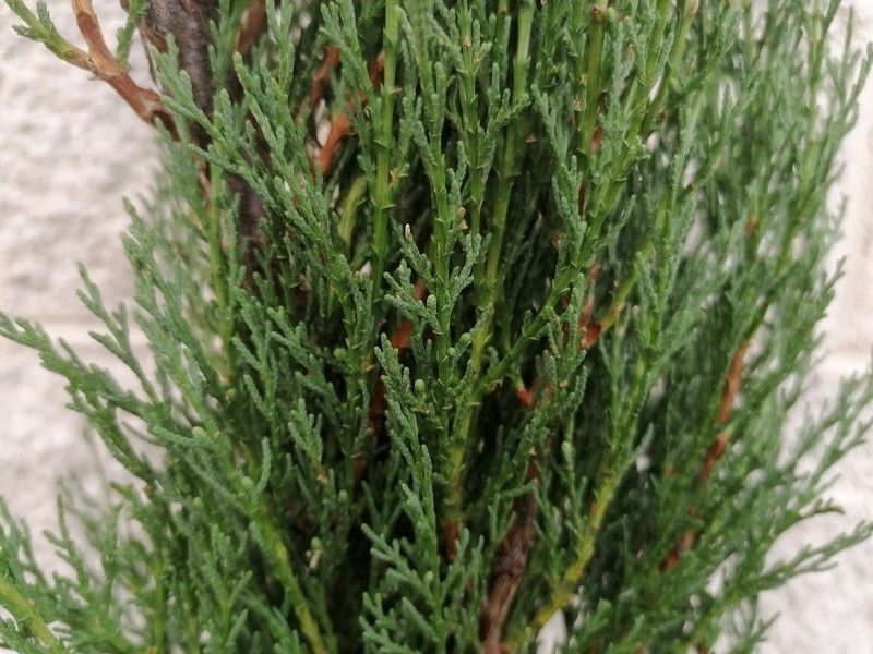 Ciprés piramidal, ciprés de los cementerios, Cupressus sempervirens "Stricta"