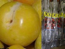 Ciruelo amarillo Golden japan en cepellón. Prunus domestica.