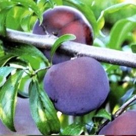 Ciruelo Black Amber CT.42  ITALIA