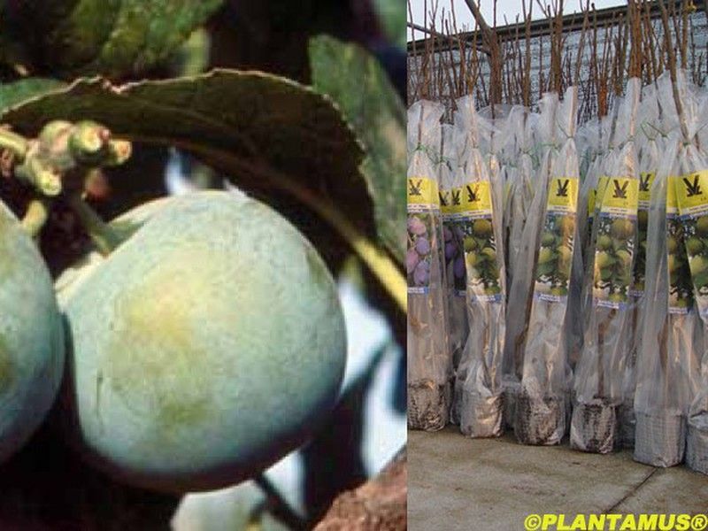 Ciruelo Claudia de Tolosa en cepellón