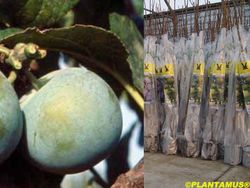 Ciruelo Claudia de Tolosa en cepellón