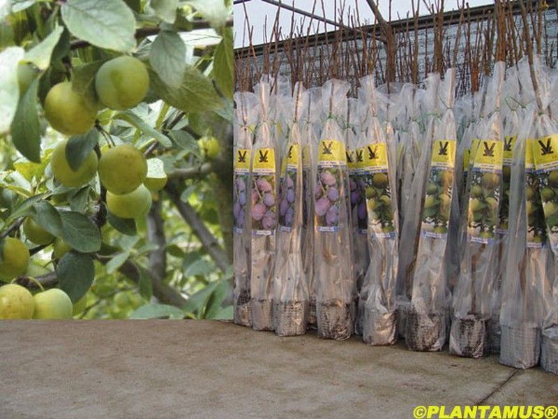 Ciruelo mirabel en cepellón