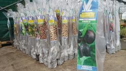 Ciruelo negro Black Gold