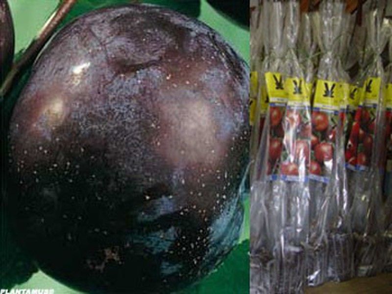 Ciruelo negro Friar en cepellón