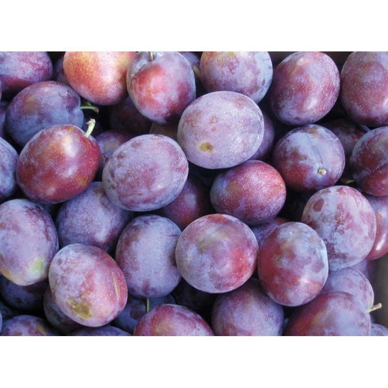 Ciruelo President CT.42  ITALIA