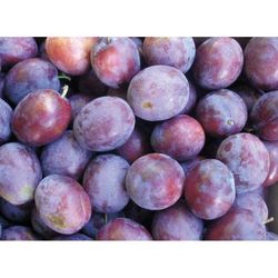 Ciruelo President CT.42  ITALIA