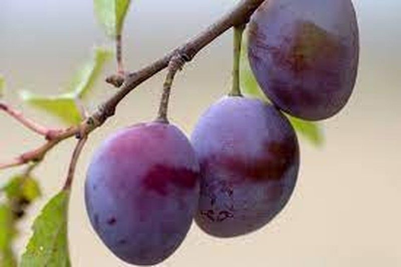 CIRUELO (Prunus domestica) 6/8 STANLEY 6/8 C-24  ITALIA