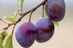 CIRUELO (Prunus domestica) 6/8 STANLEY 6/8 C-24  ITALIA