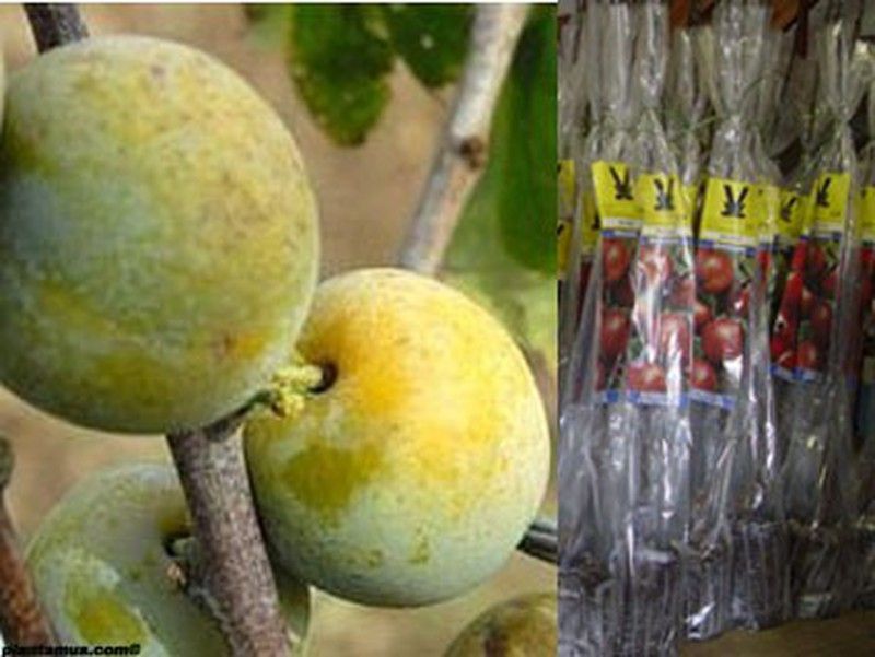 Ciruelo Reina Claudia de Oullins en cepellón