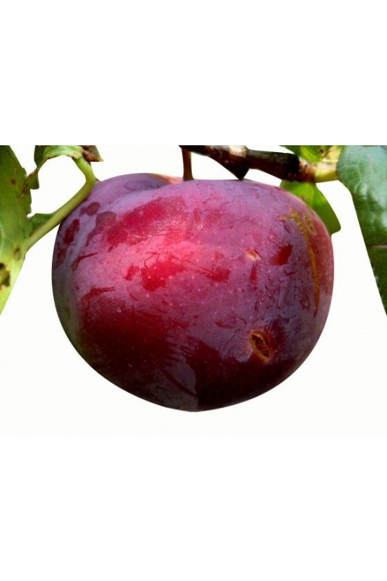 Ciruelo Santa Rosa CT.42  ITALIA