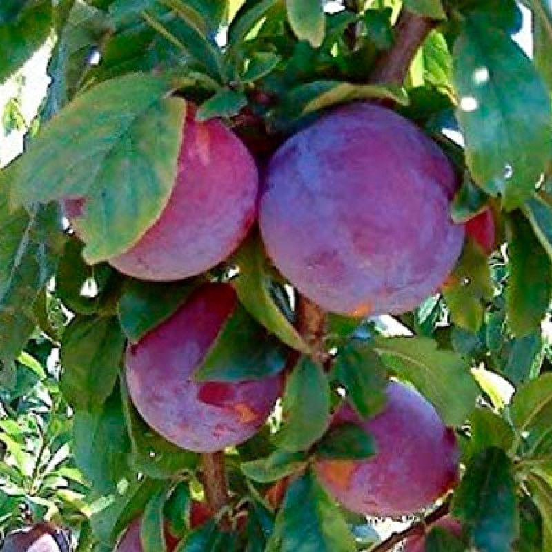 Ciruelos Black Amber