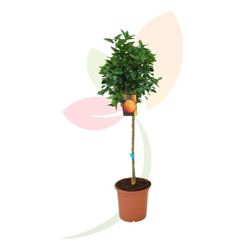 Citrus Sinensis (Naranjo)