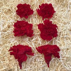 Claveles Preservados caja 6 uds.