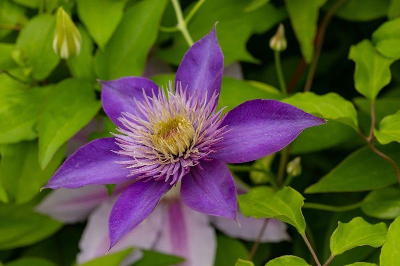 Clematide azul violeta, Clematis Jackmanii.