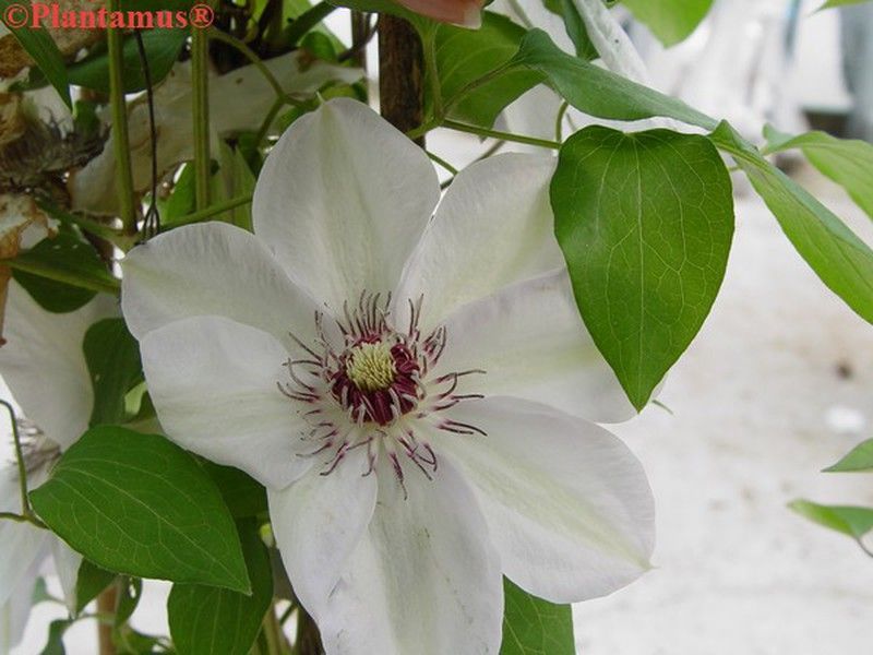 Clematide blanca, Clematis Miss Baterman