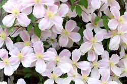 Clematide rosa, Clematis montana rubens