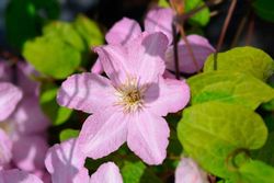 Clematis Hagley hybrid