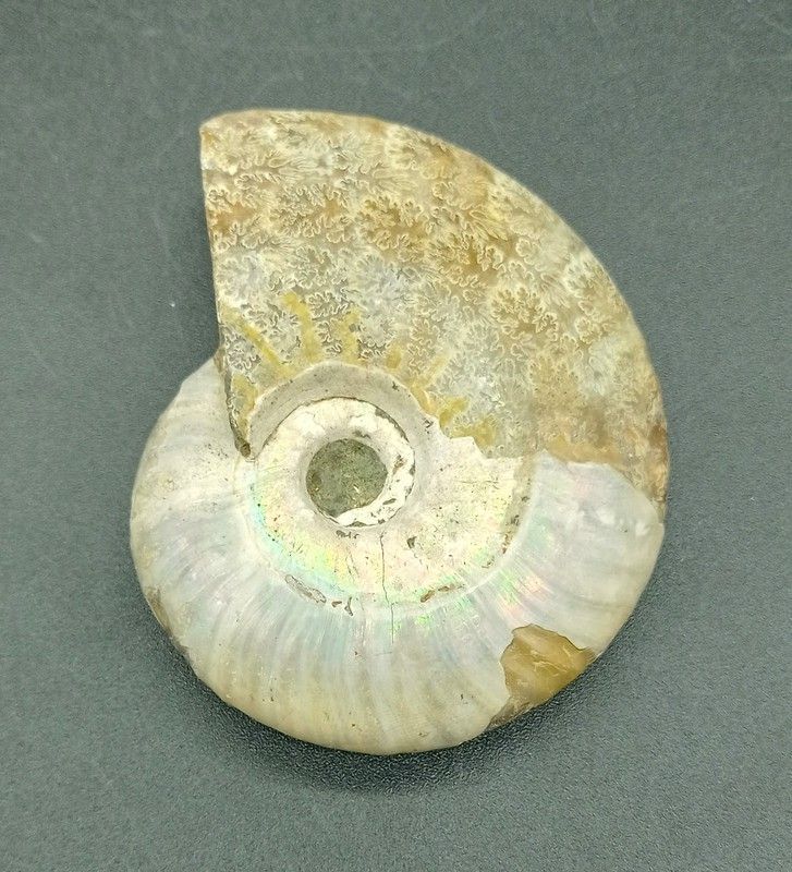 Cleoniceras (Individuo completo)