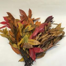 Cocculus Otoñal Preservado