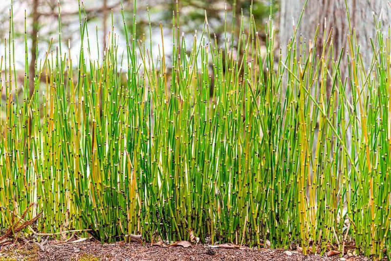 Cola de caballo, Equisetum hyemale