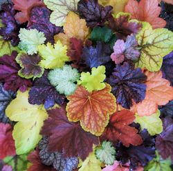 Colección de Heucheras Caja 6 uds.