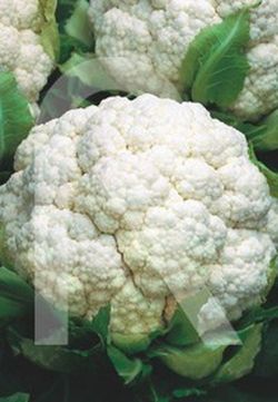 Coliflor metropol (tardia)