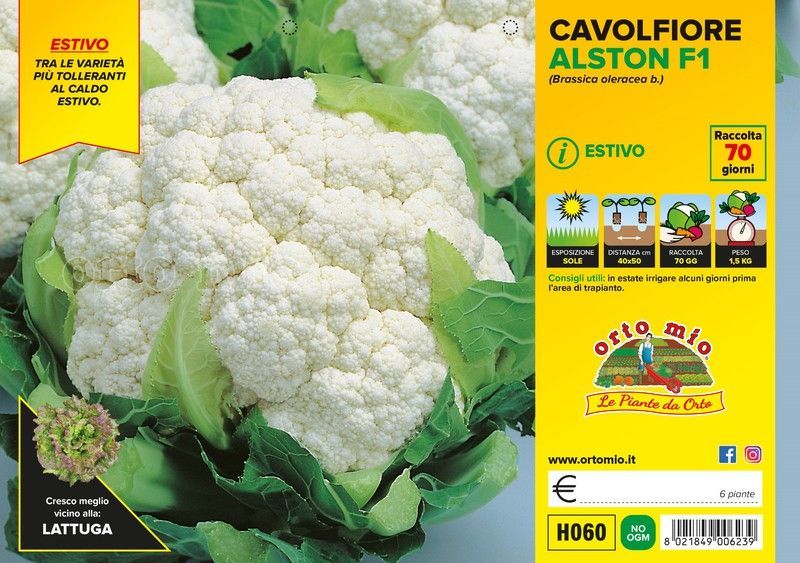 Coliflor Verano Concept 6 Plantas en Pack