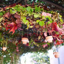 Composición Velas para el atardecer