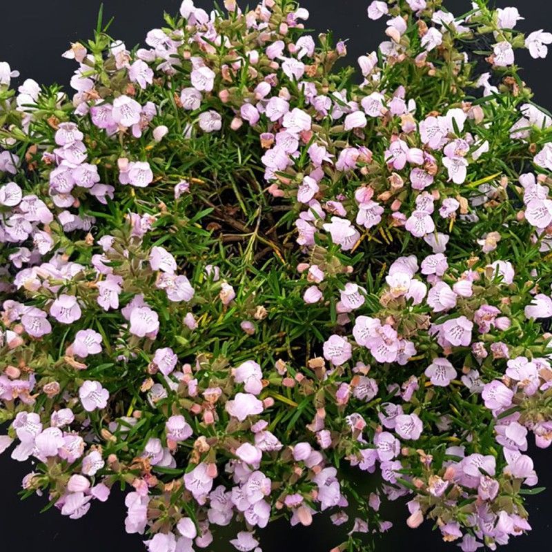 Conradina Canascens 'LITTLE ROSIE'© Caja 6 uds.