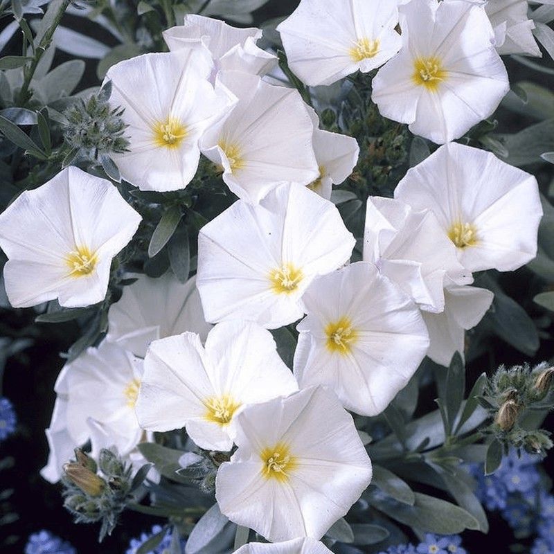 Convolvulus Cneorum Caja 6 uds.