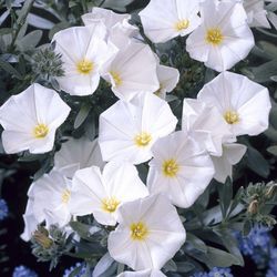 Convolvulus Cneorum Caja 6 uds.