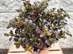 Coprosma chocolate "Soldier"