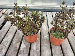 Coprosma Pacific Night