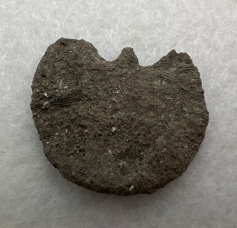 Coral Fósil Diploctenium (Coralaria)