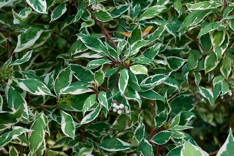 Cornejo alba, Cornus alba 'Elegantisima'