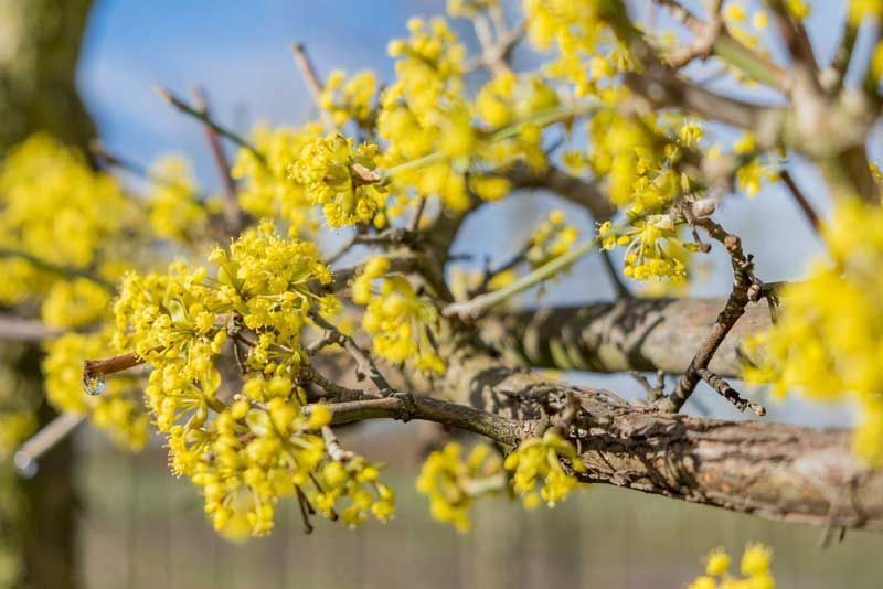 Cornejo macho, Cornus mas