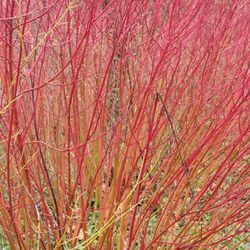 Cornus alba "Sibirica"