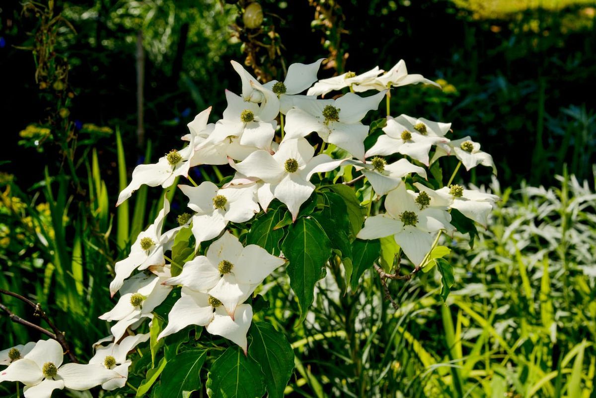 Cornus kousa "chinensis"