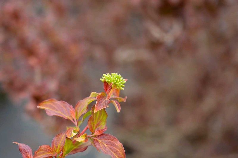 Cornus sanguinea Midwinter fire, cornejo rojo