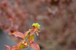 Cornus sanguinea Midwinter fire, cornejo rojo
