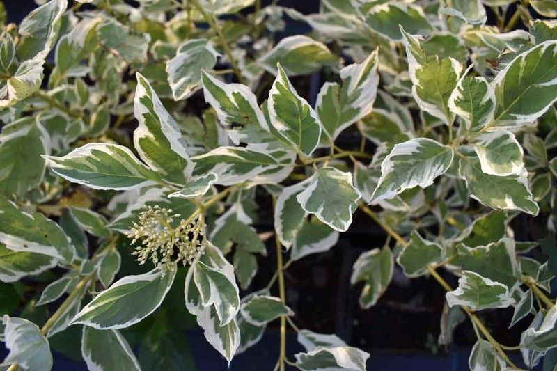Cornus stolonifera White gold