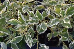 Cornus stolonifera White gold