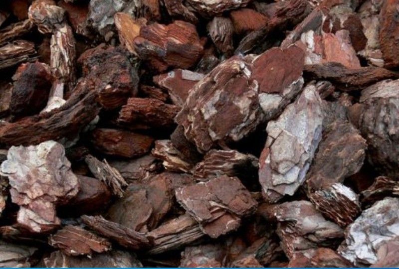 Corteza de Pino Decorativa 20-40mm medio big